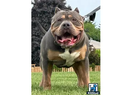 a american bully dog standing in a grassy area